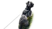 Collar Mount GPS Dog Tracker Waterproof Realtime Wireless Pet Monitor Size:M